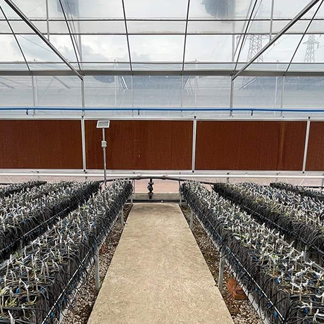 Evafan Kasalı Ped (200x300x15Cm)